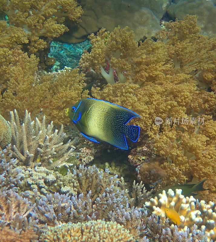 蓝天使鱼(Pomacanthus semi - iratus)游于珊瑚间